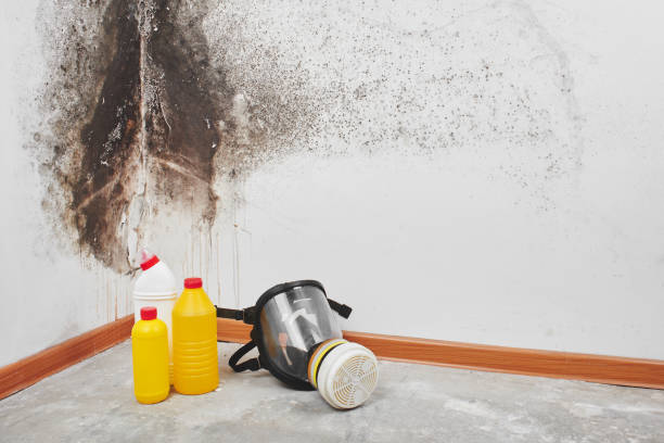  Fitzgerald, GA Mold Removal Pros