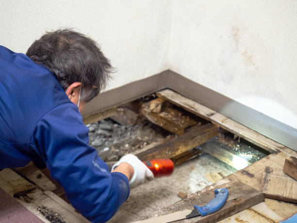 Best Mold Remediation  in Fitzgerald, GA