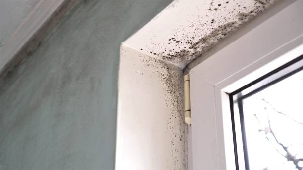 Trusted Fitzgerald, GA Mold Removal Experts