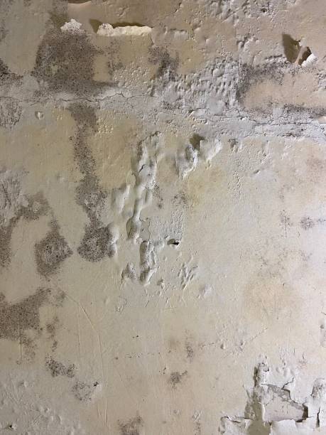 Best Professional Mold Removal  in Fitzgerald, GA