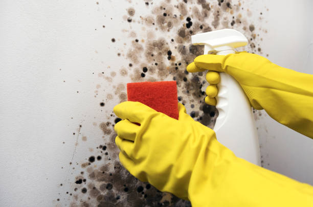 Best Commercial Mold Removal  in Fitzgerald, GA