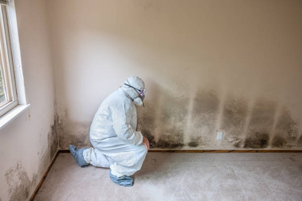 Best Mold Removal Company Near Me  in Fitzgerald, GA